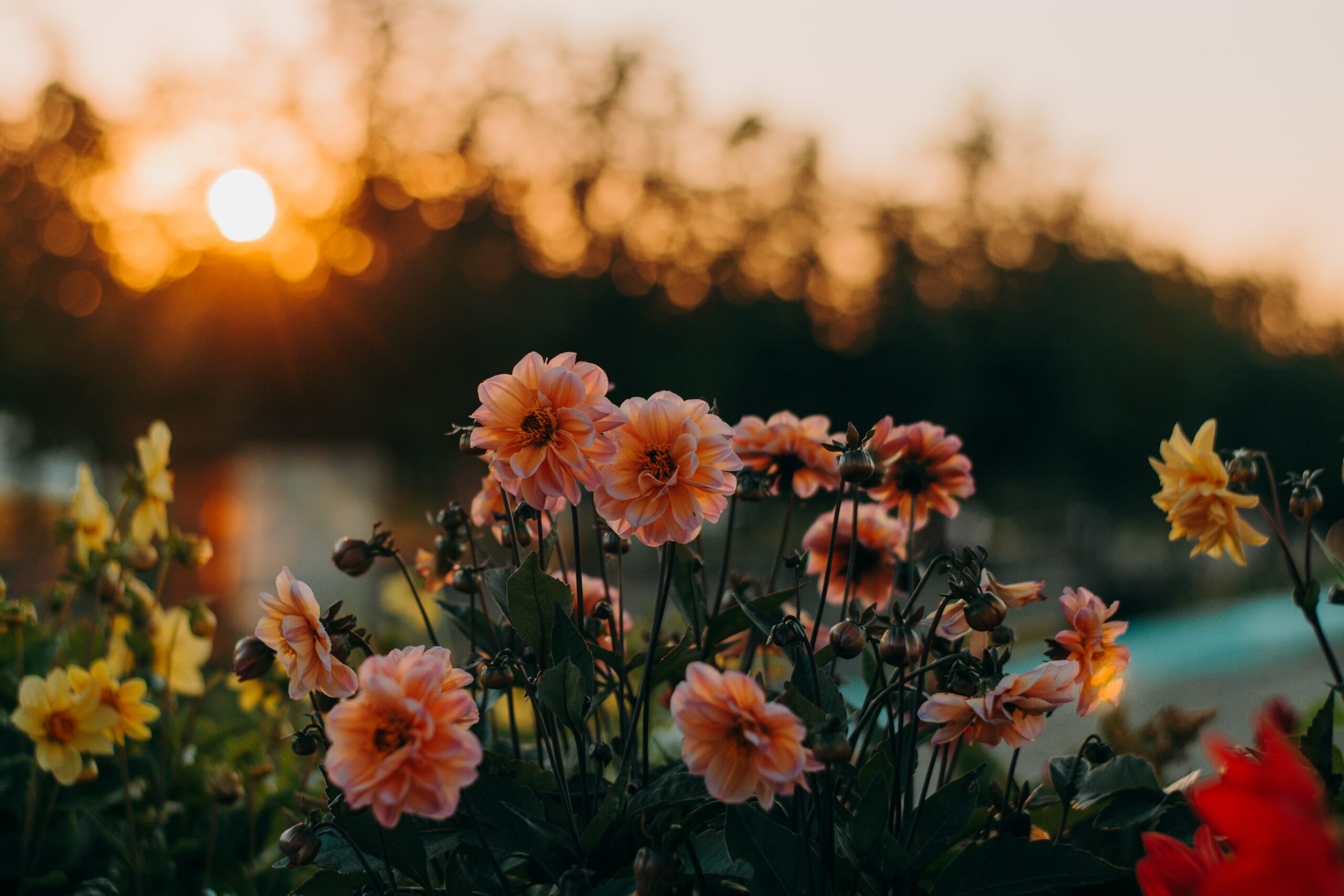 Blommor