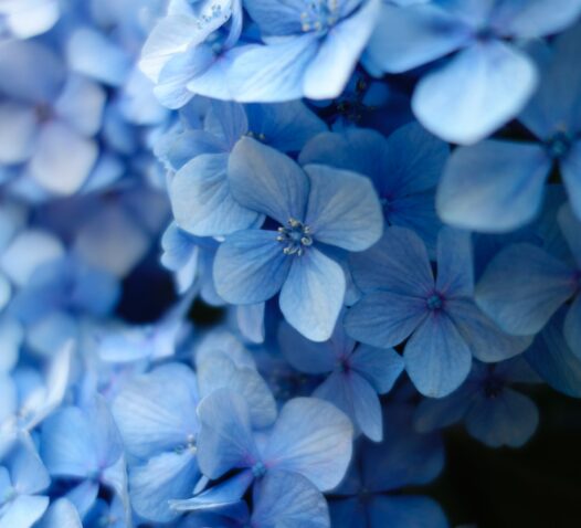 Blåa blommor