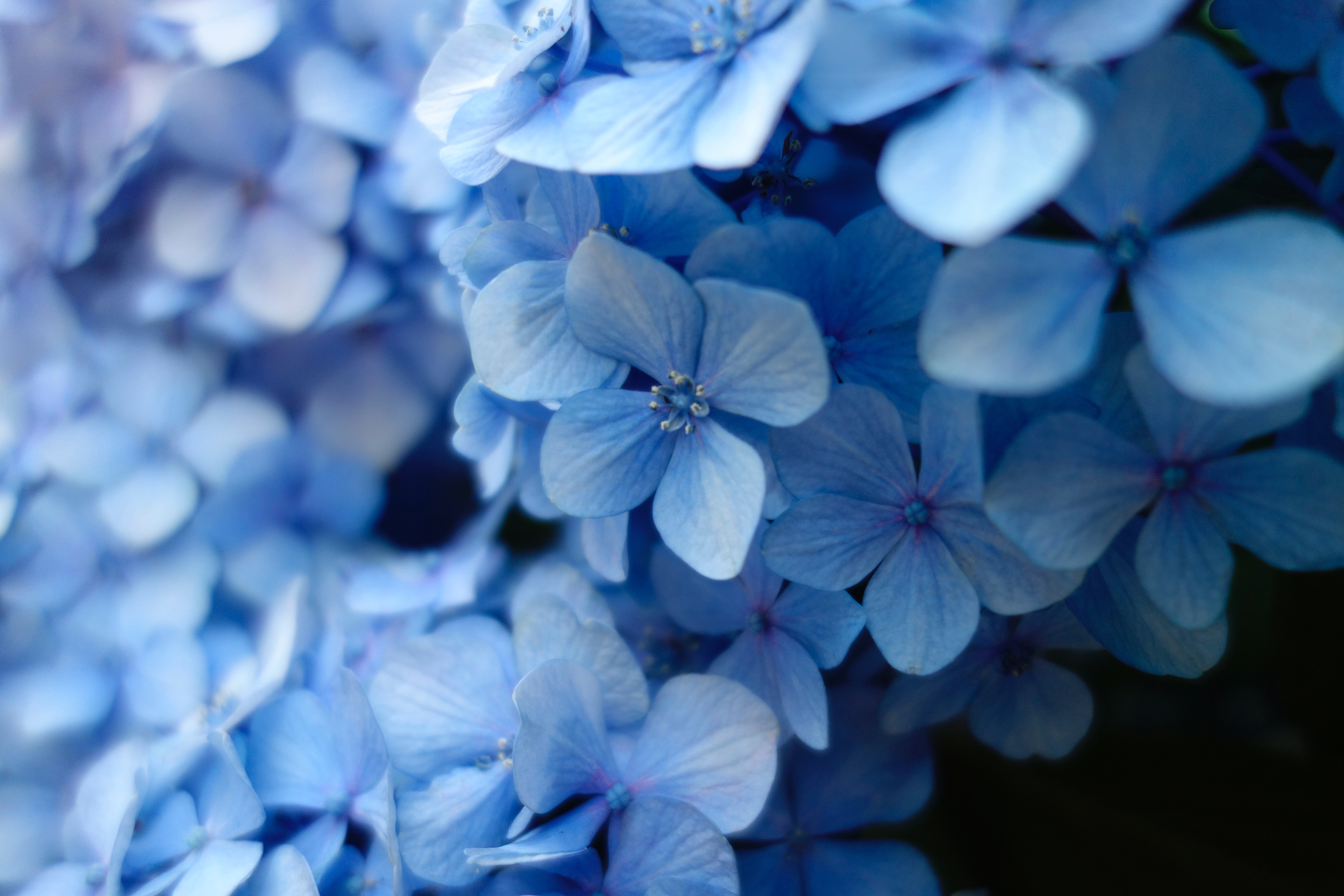 Blåa blommor