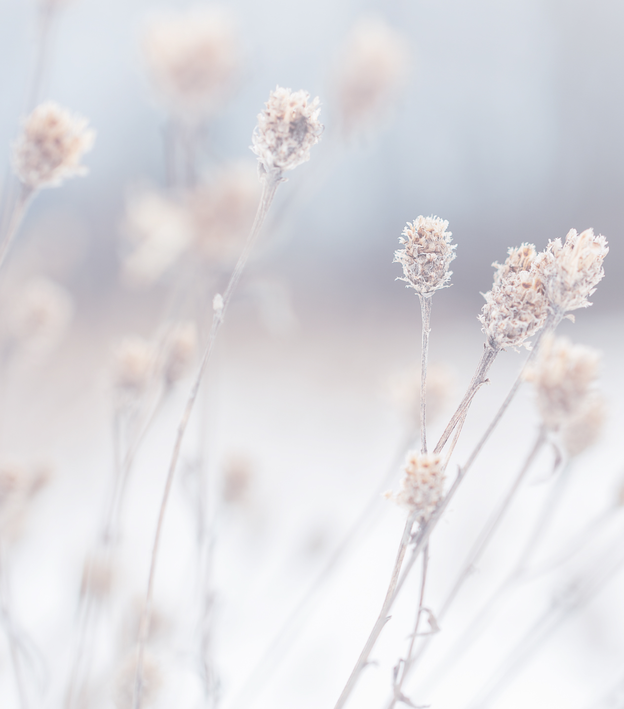 vita blommor i vinterlandskap