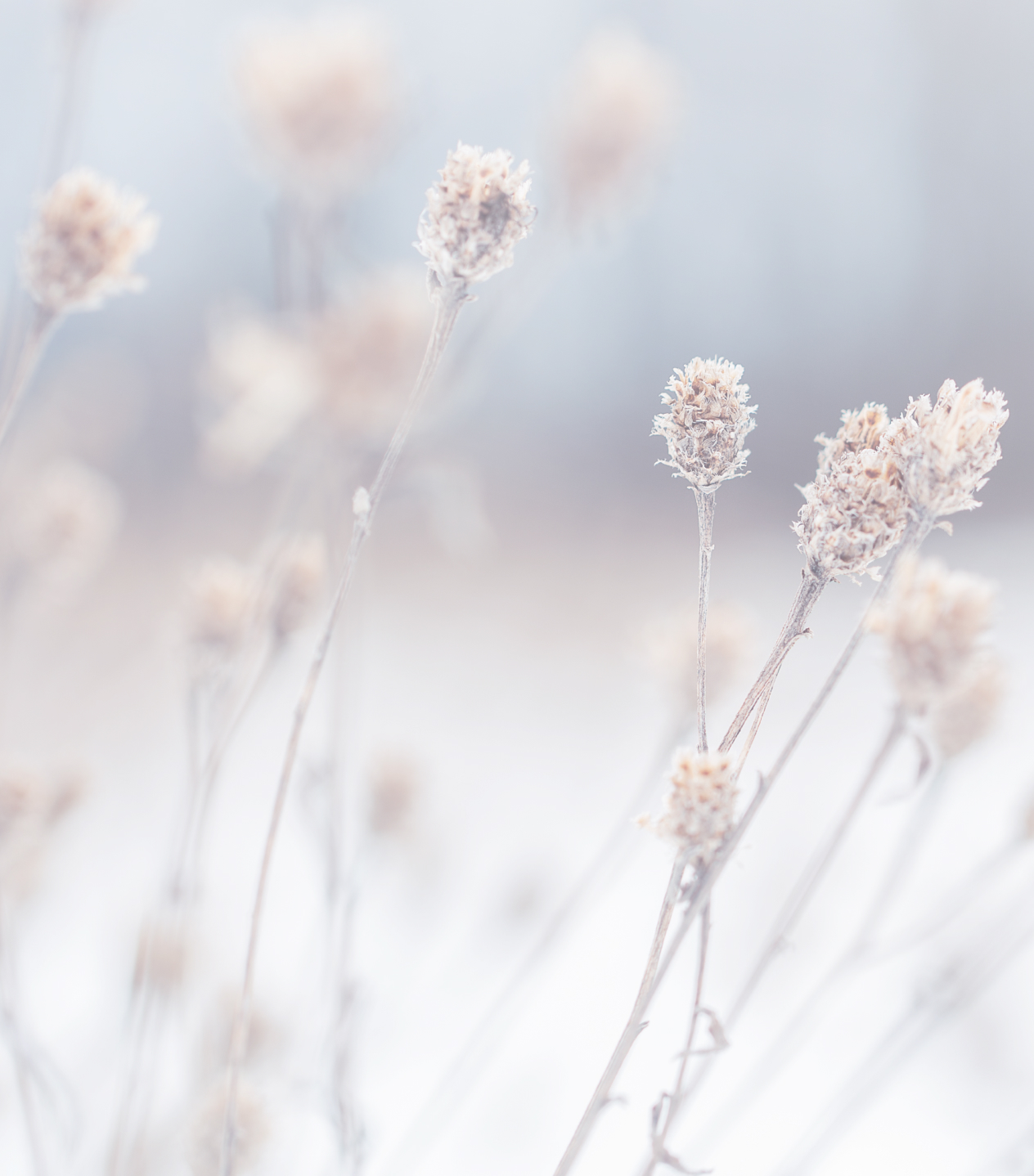 vita blommor i vinterlandskap