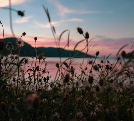Vildblommor svajar i förgrunden mot en solnedgång vid havet.